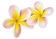 Hawaiian Items